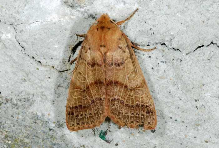 Due noctuidae:Agrochola pistacinoides e Acronicia rumicis